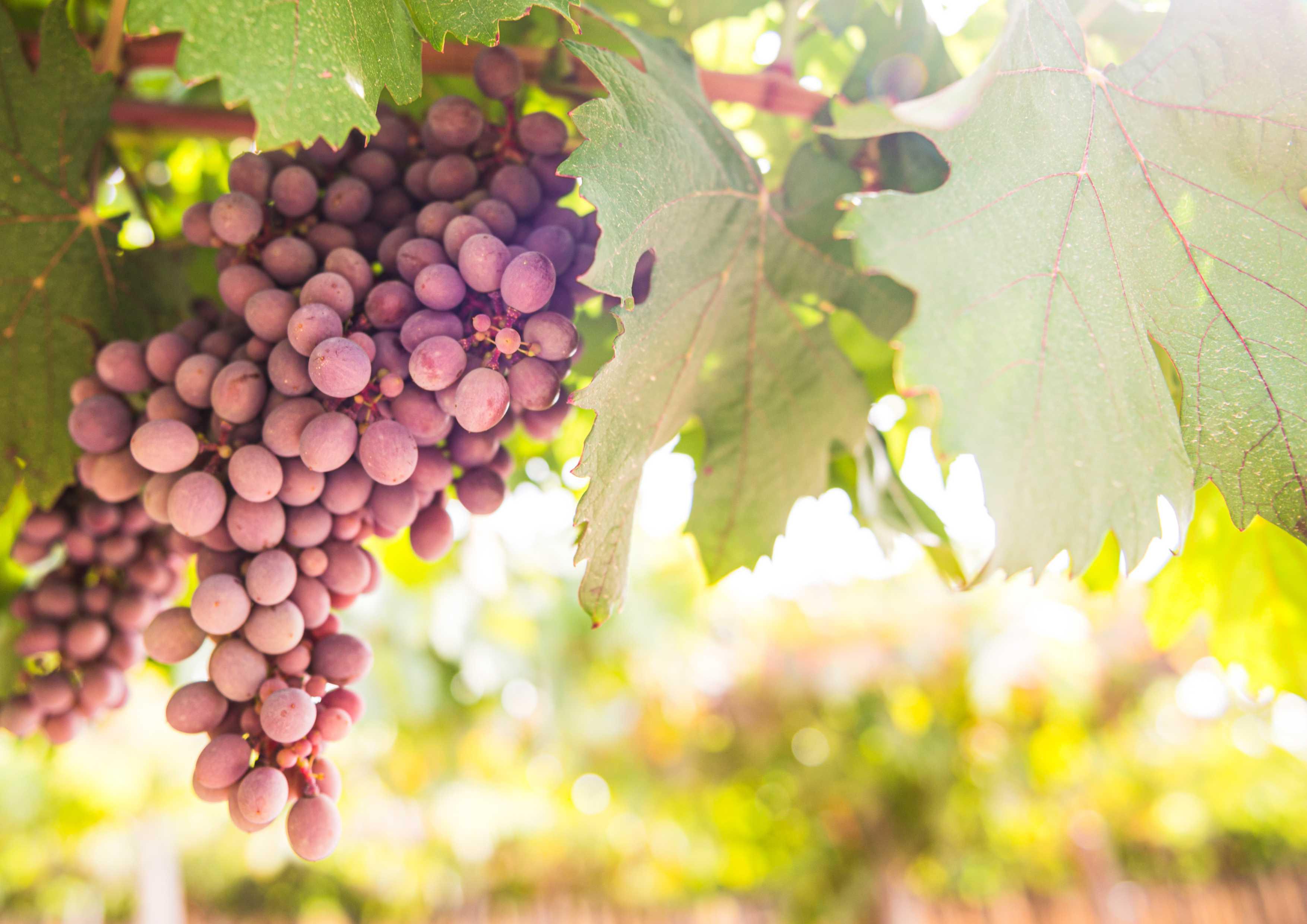 uvas vino patagonia